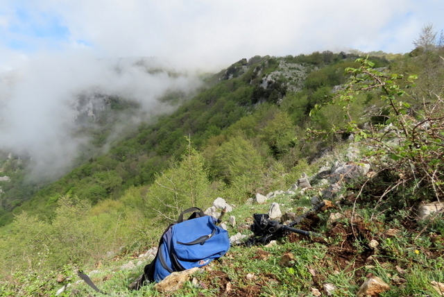 Ophrys crabronifera & Ophrys holosericea sp. � Monti Lucretili  (Roma).